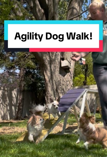 Setting up the agility dog walk! #chihuahuas #agilitydogs #dogagility #dogsports #dogwalk