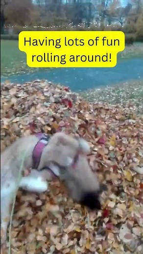 Dogs Jumping in Leaves! FUNNY and ADORABLE Compilation! 😂
