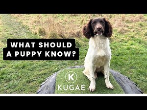 6-Month-Old Springer Spaniel Training Update | Building Gundog Foundations