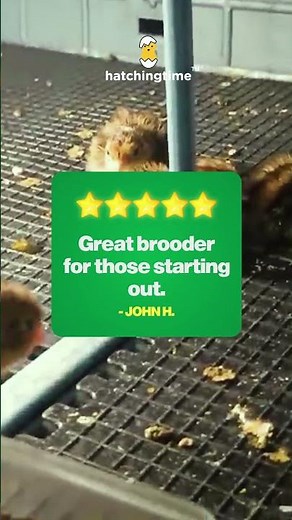 Find the Best Chick Brooding Systems for Your Poultry Needs
