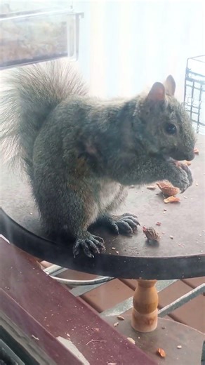 Snack time for Mouse