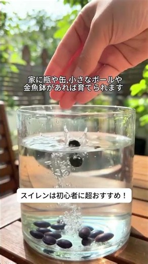 ✨お部屋に小さな水辺を作りませんか？🌿 咲くたびに心から癒される、美しすぎる「睡蓮（スイレン）」💧 初心者でもお手入れ簡単で、お気に入りのグラスや鉢に浮かべるだけで涼しげなインテリアに大変身！