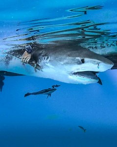 760K views · 11K reactions | Introducing the Shark Legend Bracelet. We’ve partnered with Bimini Biological Field Station - Shark Lab to help save sharks.麗 Shop Now: LegendBracelet.com Each bracelet contains plastic fishing net thats been removed from the ocean. These plastic ghost nets kill millions of marine animals every year.  Let’s help keep our oceans clean and save sharks!  | Follow Your Legend | Facebook
