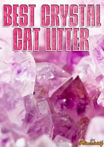Best Crystal Cat Litter: Top 8 Picks For Odor Control And Low Maintenance