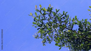Close up leaves of Black Afara tree in the wind, Leaves of Terminalia ivorensis Chev tree in the wind. With clear sky background. Stock Video