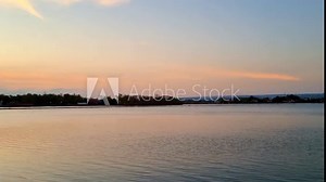 A flock of swifts flying around the lake in the afternoon with orange and blue skies. Apodidae