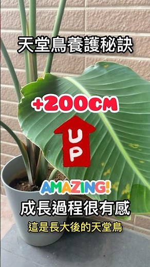 天堂鳥養護秘訣｜成長過程很有感