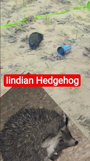Indian Hedgehog , Erinaceidae, झाऊ चूहा,kanto vala chuaa, javliya Nature Education