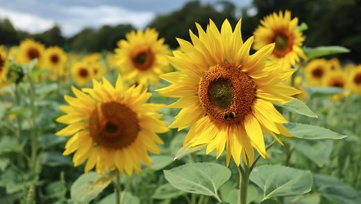 A Review of the Tiny Canon RF 28mm f/2.8 STM Lens