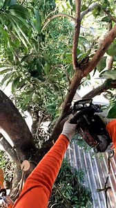 Small cuts are the safest way to prune trees near buildings. | Erwan Hasena Putra