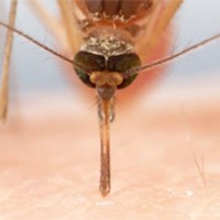 Mosquito Bites | Listen in English