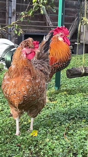 Murga morning volume #morningvibes #shortvideo