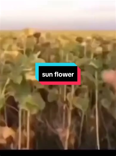 #fyp #sunflower #revange #transformers