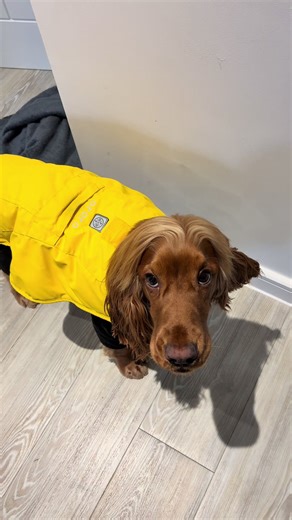 The Loud Life of a Cocker Spaniel