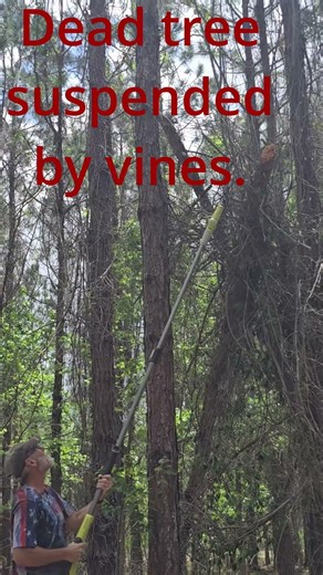 Widowmaker? #ryobi #ryobitools #ryobipowertools #treecutting #treeremoval #treework
