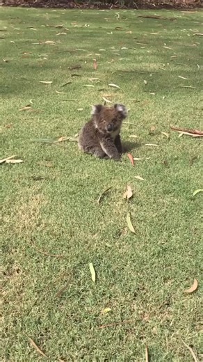 #koalas #koala #koalalove #beauty #babykoala #koalasofinstagram #koalainsulation #koalabear #koalachallenge | Cute koala