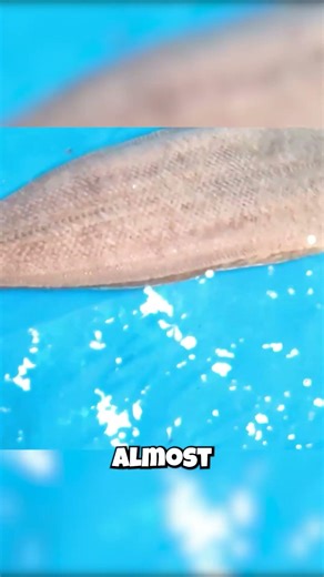 This Bizarre Ocean Fish Is Biologically Forced To Be Left-Sided!