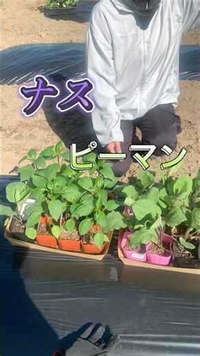 ナスとピーマン植えます宣言！ 2026.5某日