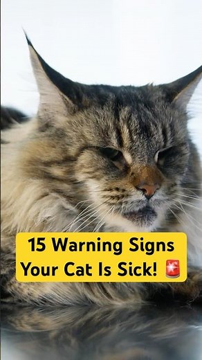 NEVER Ignore These 15 Signs Your Cat Might Be Sick! #catsick #catbehavior #catcare #TheFelineWorld