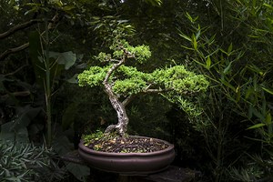 The ancient art of Japanese bonsai