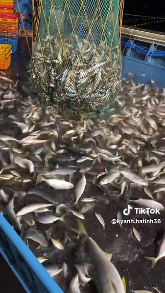 Top Trending Videos on TikTok Today