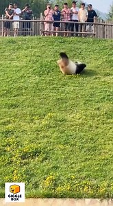 When you roll too hard and end up in the water 🐼💦😂 #GiggleBox #Funny #Reels #PandaFail #AnimalMoments #Viral #SplashZone | Giggle-Box-Official