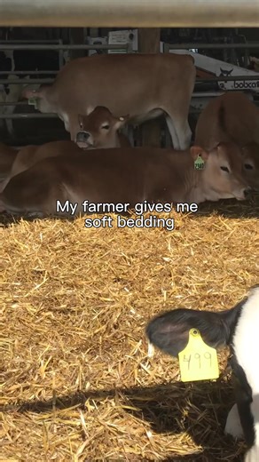 Dairy farmers don’t really like to brag about how much they do for their cows’ well-being. So we’ll do it for them. Learn more about how dairy farmers make cow care a top priority: https://www.usdairy.com/news-articles/cow-care | Undeniably Dairy