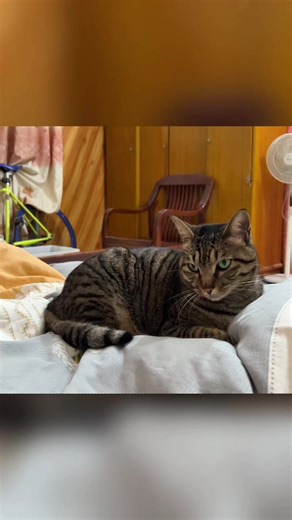 Hilarious Cat Meowing Compilation