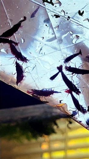 ADDING 50 PAINTED FIRE RED SHRIMP TO MY BREEDING TANK AQUARIUM #fish #aquarium #shrimp