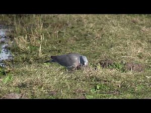 Pigeon ramier (Columba p. palumbus) Common Wood Pigeon