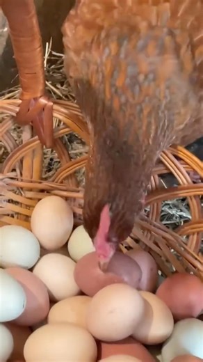 ЯЙЦО ТВЕРДОЕ Что сделать #куры #backyardchickens