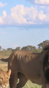 566K views · 10K reactions | Daddy and son, always side by side #safari #reels #wild #video #africa #Amazing #life #Wow #wildlife #travel #trending #trend #viral #nature #epic #episode #reelsfb #story #reelsviral | African Bush Kingdom | Facebook