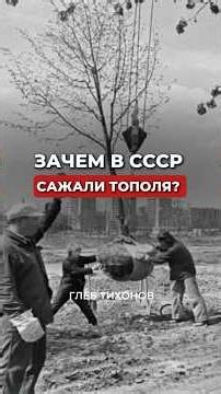 Why did the USSR plant so many poplars despite the downsides? Fluff and fire hazards — or an engi...