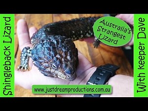 Shingleback Lizard Facts With Keeper Dave. Discovering With Keeper Dave Stumpy Tail Lizard.