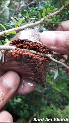 Sant Art on Instagram: "Easy Way to Propagate Plants 🌳 #bonsai #bonsaitree #craft #diy #fblifestyle"