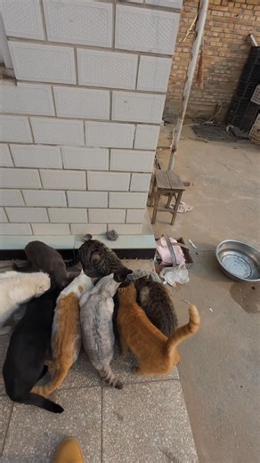 Sweet Cat Club on Instagram: "📽 from @寒寒蕊蕊 | DY #sweetcatclub"