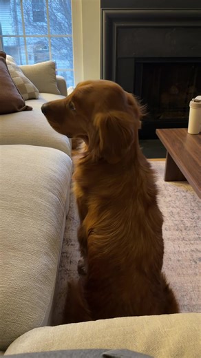 Understanding Your Golden Retriever's Body Language