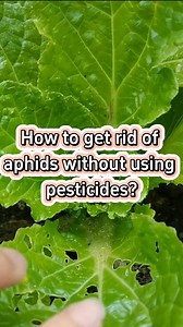 54K views · 803 reactions | How to get rid of aphids without using pesticides #planting #farming #aphids #pesticides #gardeningtips #gardening #pestcontrol #garden | Sam Green | Facebook
