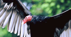 The Raptor Center's ambassador, Nero the turkey vulture, dies at 47