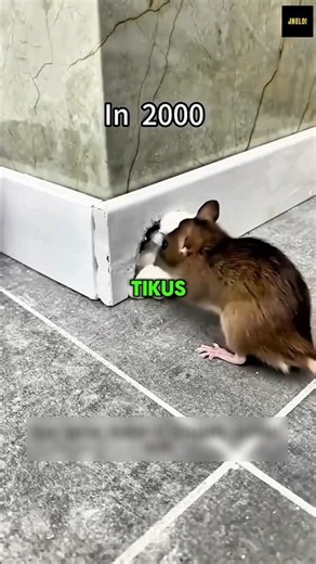 How to Seal Rat Holes So They Can't Get Through Again
