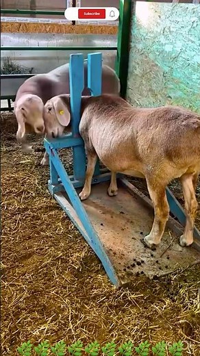 #sheep insemination process