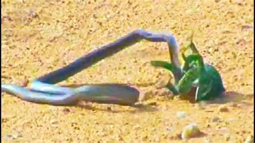 Boomslang Snake vs Chameleon | Ruby Life