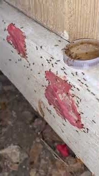 Part 14, killing ant super colony
