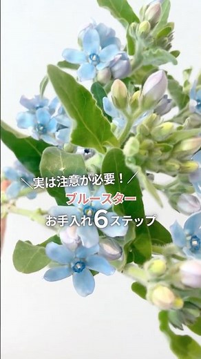 知らずに触ると危険！？ブルースターのお手入れ6ステップ #ブルースター #生花 #花のお手入れ