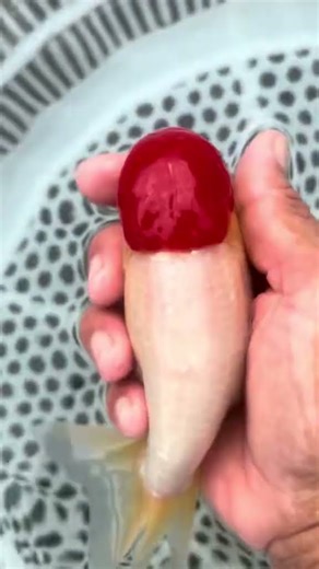 The red hat goldfish raised by Green Water for 2 years! It's so beautiful #goldfish #koi