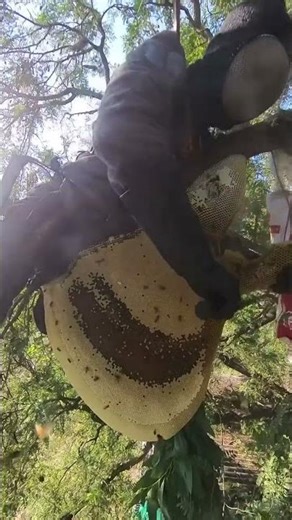 🐝 Bees and Honey 🐝bees and honey ASMR, honey ASMR, honey sounds, bees buzzing, nature ASMR,