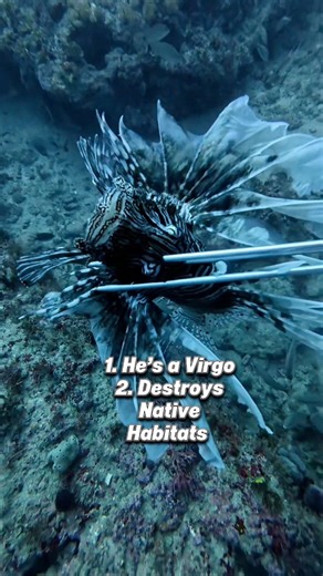 395K views · 12K reactions | Of course I’m talking about Florida! Jupiter, Florida! Not the most exciting terrain, but I found some big Lionfish here and there! #lionfishhunting #slayeatrepeat #nonprofitorganization @nate | Lionfish Extermination Corp | Facebook