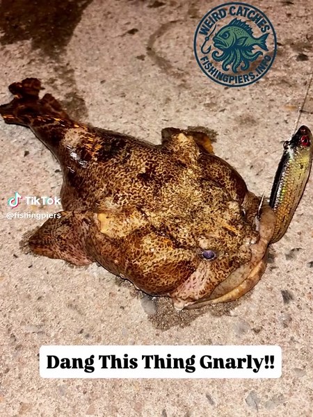 Unique Stargazer Fish Caught While Pier Fishing