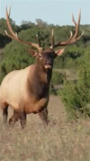 Deer Running Fast 🦌