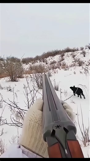 ❄️ “Winter Rabbit Hunting Adventure 2025”#rabbit hunting with dogs#rabbit hunting tips#winterhunting